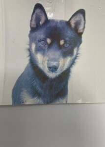 リアル刺繍のモデル犬の写真
